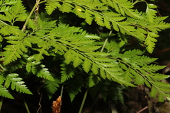 Davallia solida pyxidata