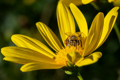 Apis mellifera