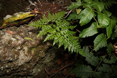 Davallia solida pyxidata