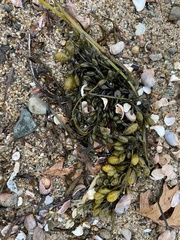 Ascophyllum nodosum