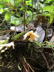 Cotylidia aurantiaca