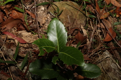 Denhamia bilocularis