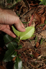 Denhamia bilocularis