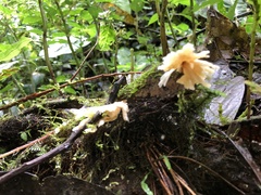 Cotylidia aurantiaca