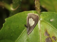 Candalides xanthospilos