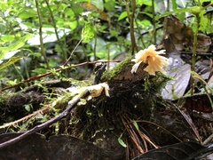 Cotylidia aurantiaca