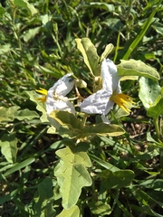 Solanum juvenale