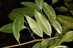 Cinnamomum cassia