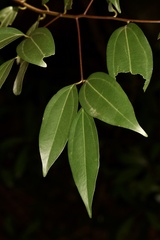 Cinnamomum cassia