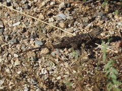 Sceloporus bimaculosus