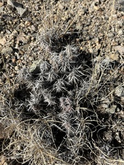 Grusonia clavata