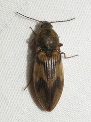 Stropenron hieroglyphica