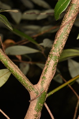Cinnamomum cassia