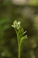Chloraea membranacea