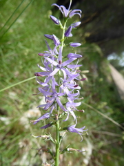 Asyneuma anthericoides