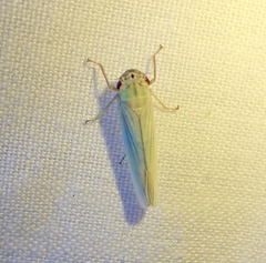 Cofana spectra