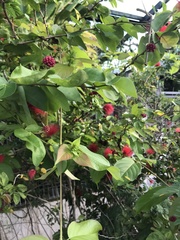 Calliandra tergemina