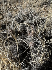 Grusonia clavata