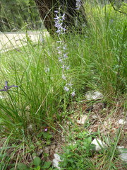 Asyneuma anthericoides