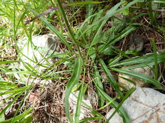 Asyneuma anthericoides