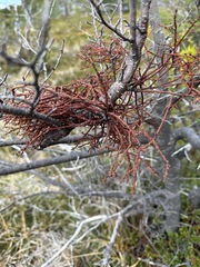 Misodendrum punctulatum
