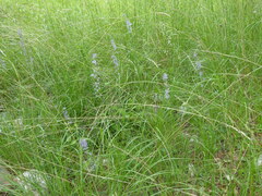 Asyneuma anthericoides