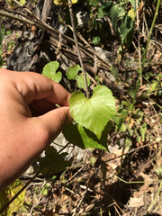 Vitis monticola