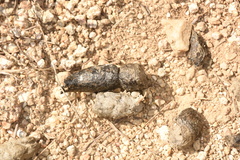 Prionailurus bengalensis