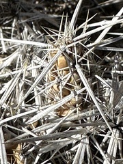 Grusonia clavata