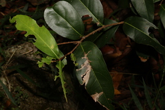 Notelaea venosa