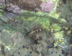 Malacoctenus triangulatus