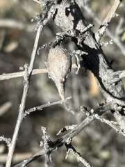 Neolasioptera willistoni