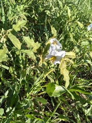 Solanum juvenale