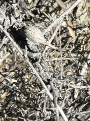 Neolasioptera willistoni