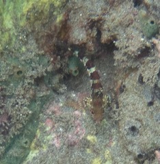 Malacoctenus triangulatus