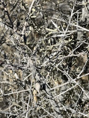 Neolasioptera willistoni