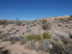 Yucca utahensis