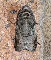 Macrocyttara expressa