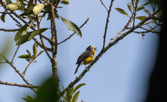 Myioborus ornatus