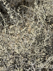 Neolasioptera willistoni