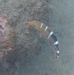 Halichoeres radiatus