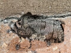 Macrocyttara expressa