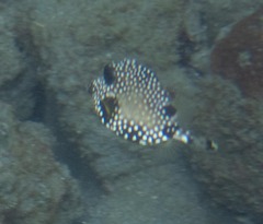 Lactophrys triqueter