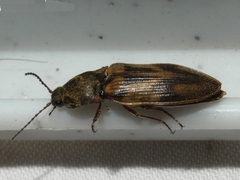 Stropenron hieroglyphica