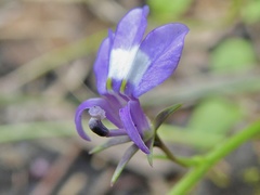Lobelia feayana