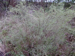 Acanthostyles buniifolius