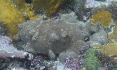 Palythoa caribaeorum