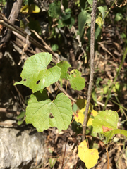 Vitis monticola