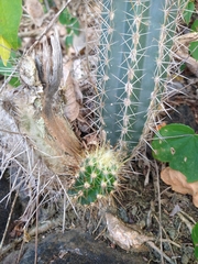 Pilosocereus