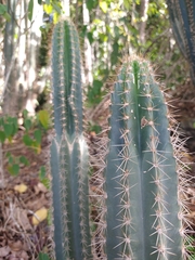 Pilosocereus